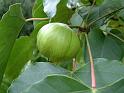 Tung oil fruit (Aleurites fordii) 